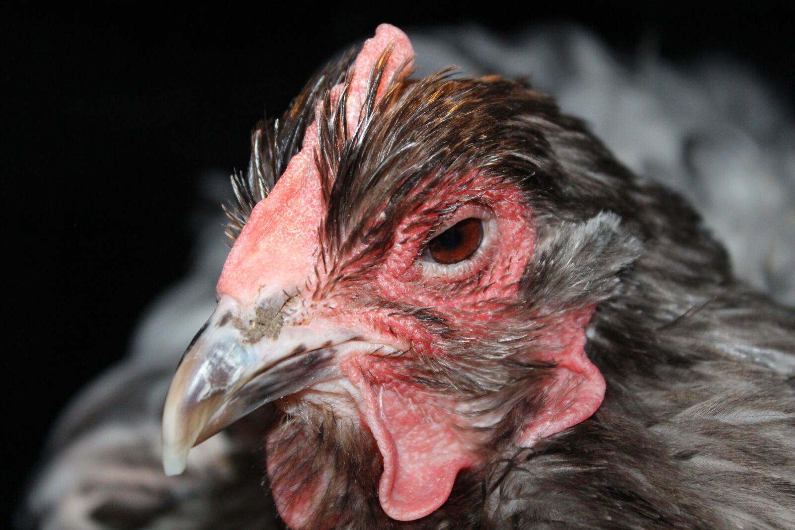 Canon EOS 700D (EOS Rebel T5i / EOS Kiss X7i) sample photo. Chicken, hen, poultry photography