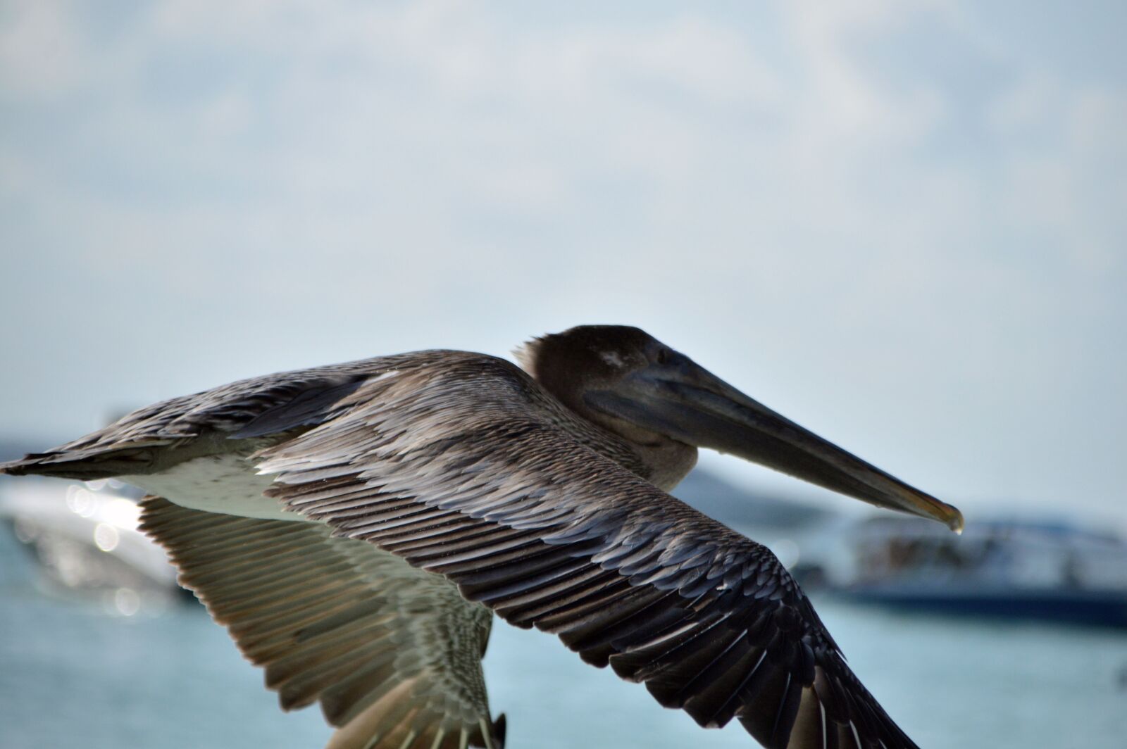 Nikon D3200 sample photo. Pelican, ave, portrait photography