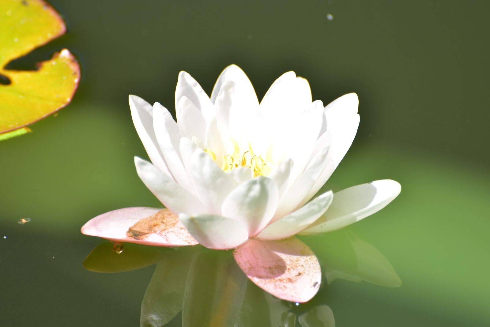 Nikon D5600 sample photo. Water lily, water, pond photography