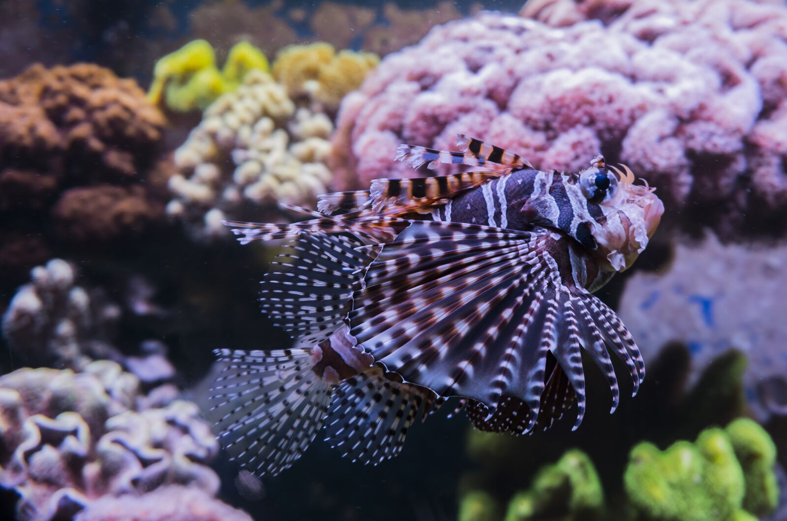 Sony a6000 sample photo. Lionfish, red fire fish photography