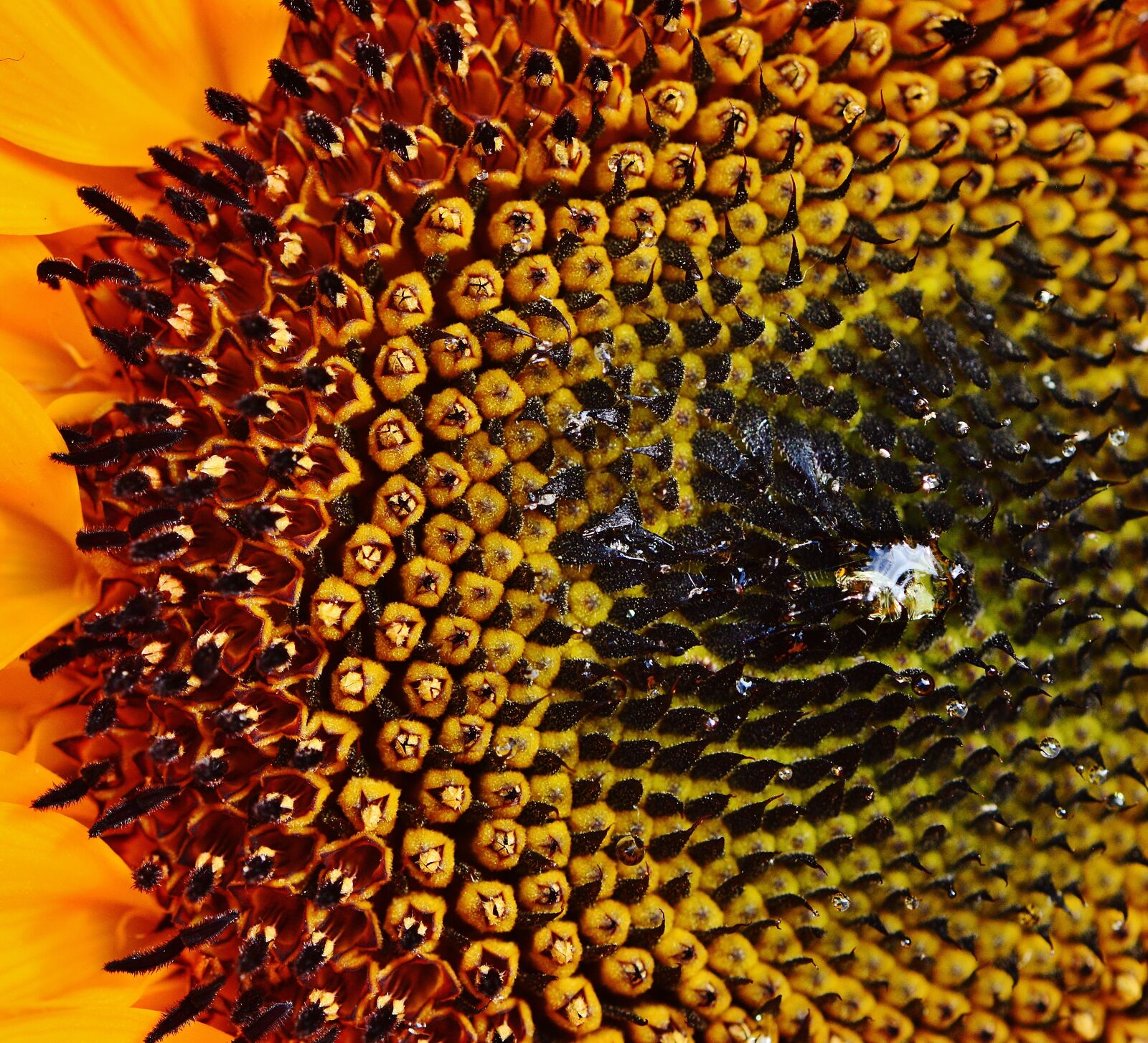 Nikon D3200 sample photo. Sunflower, sunflower seeds, summer photography