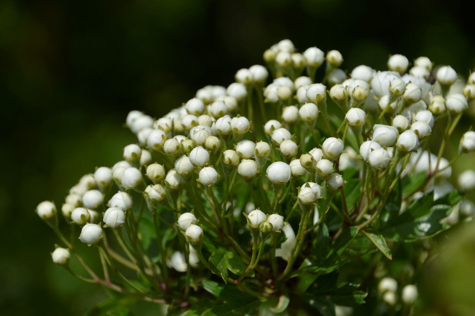 Nikon D3200 sample photo. Plant, wild, flowers photography