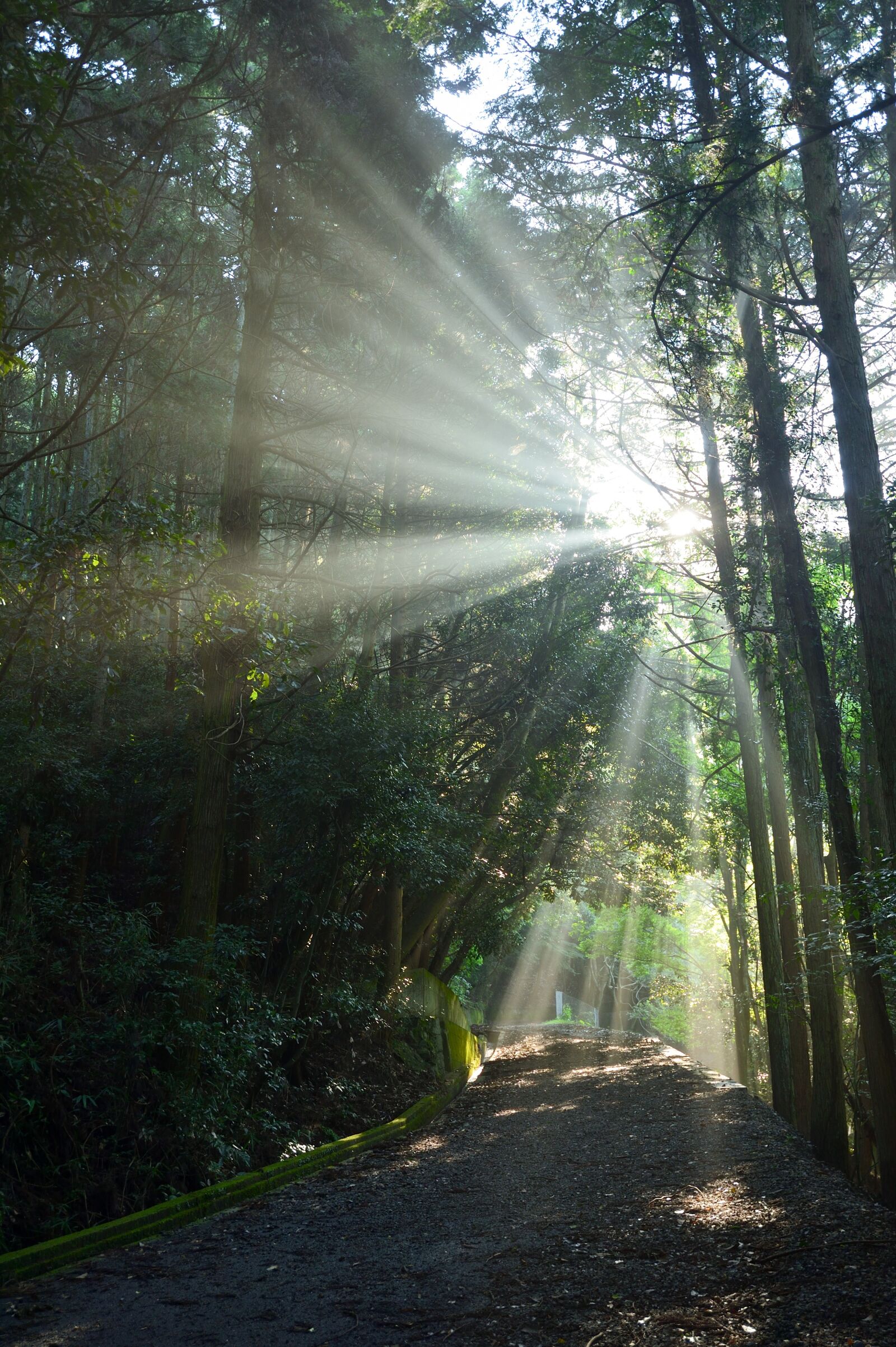 Nikon Df sample photo. Summer, sunbeams, trailhead photography