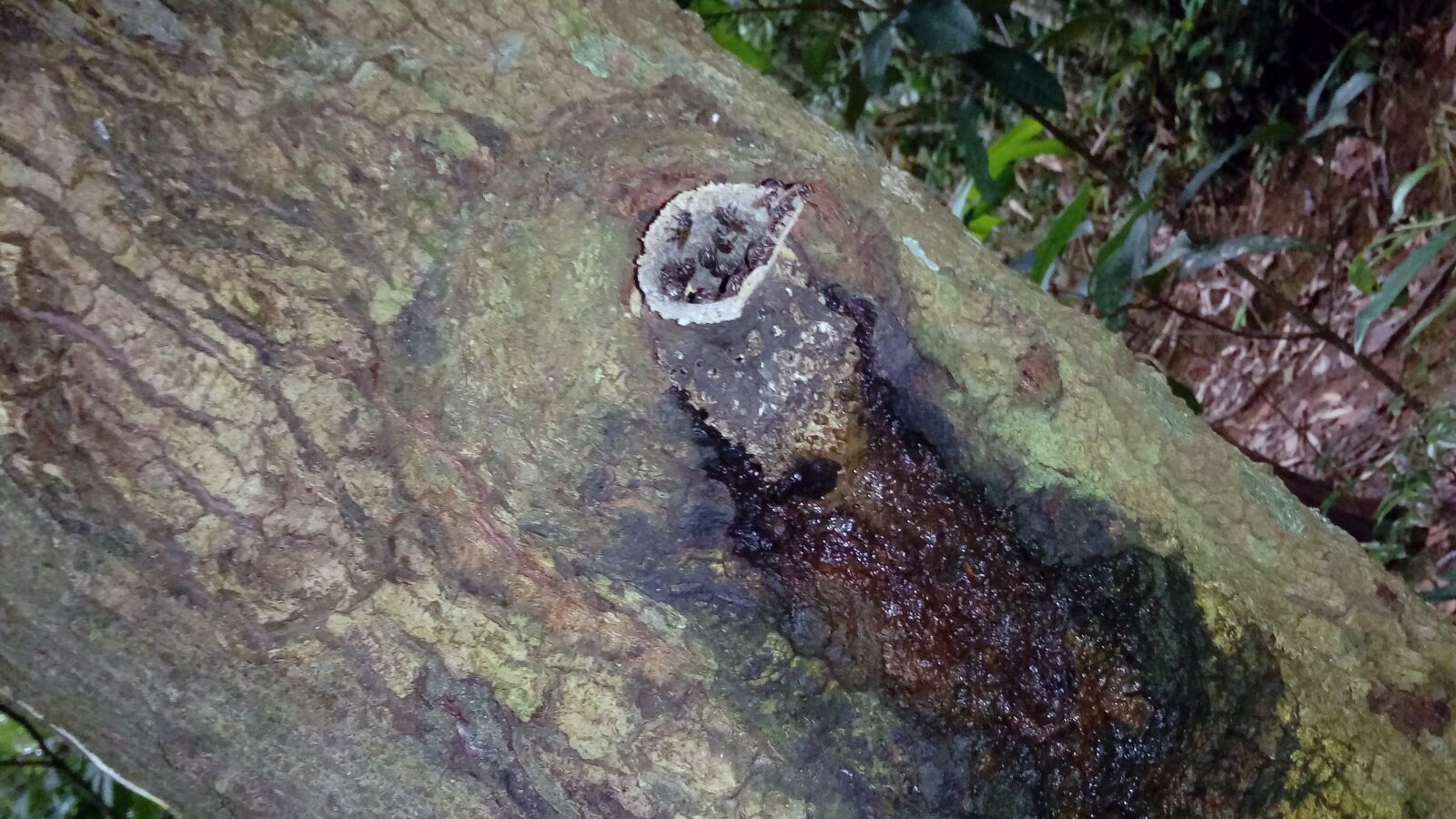 LG X POWER sample photo. Nature, lizard, animal photography