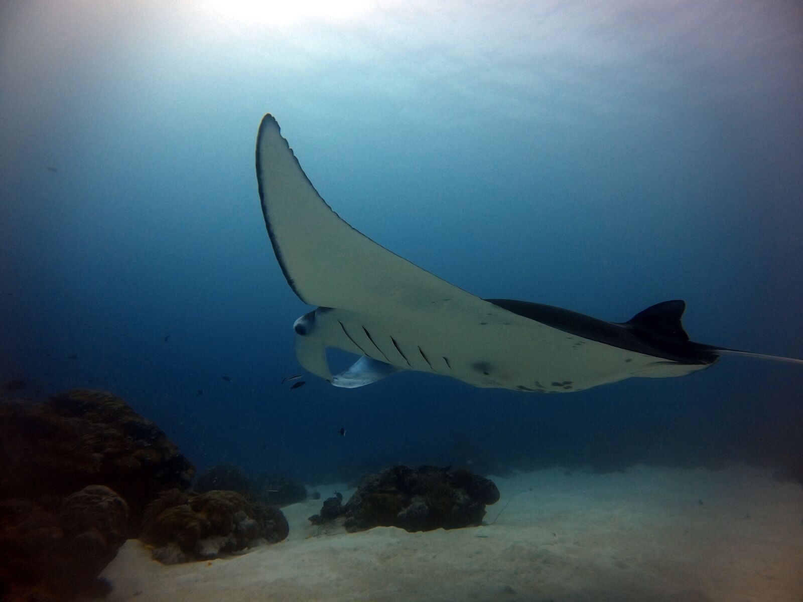 GoPro Hero8 Black sample photo. The devil fish, matan photography
