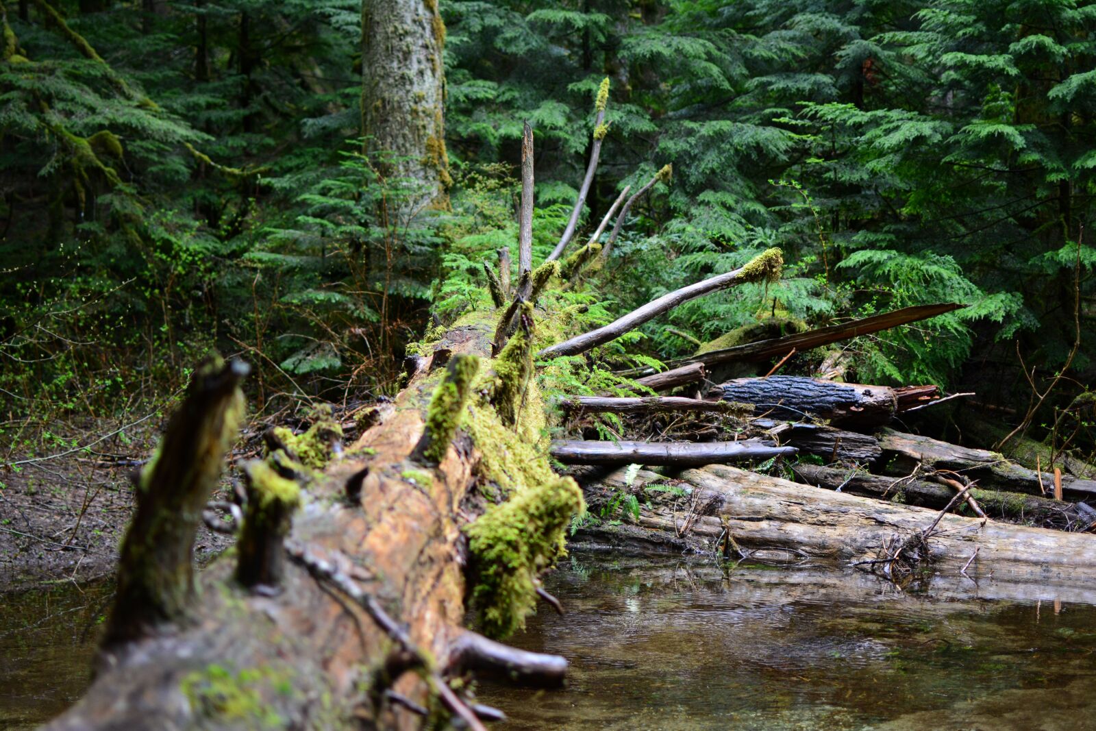 Nikon D5200 sample photo. Fallen, tree, moss, nature photography