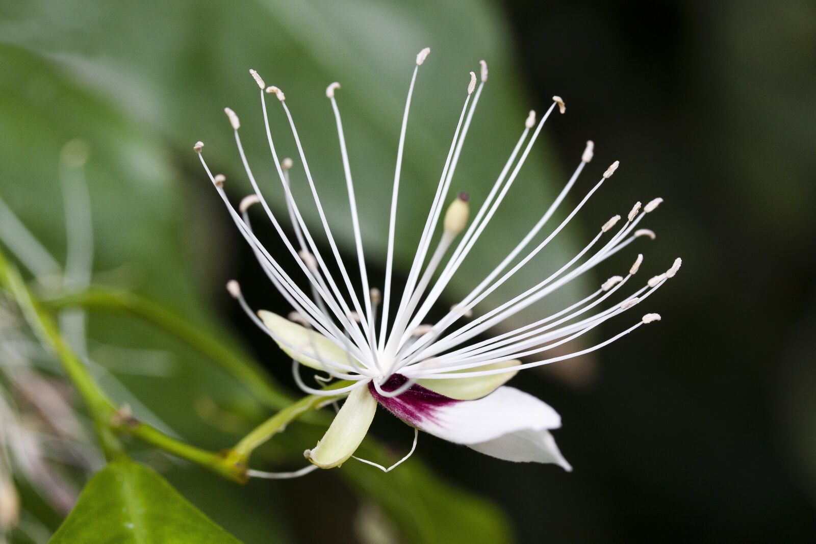Canon EOS 50D sample photo. Capparis micracantha, blossom, bloom photography