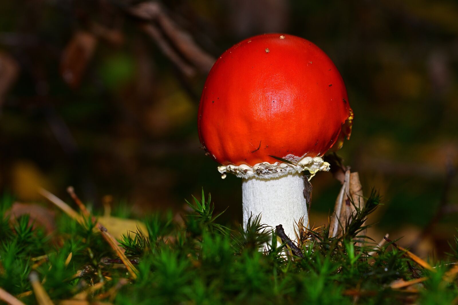 Nikon D5200 sample photo. Fly agaric, forest, red photography