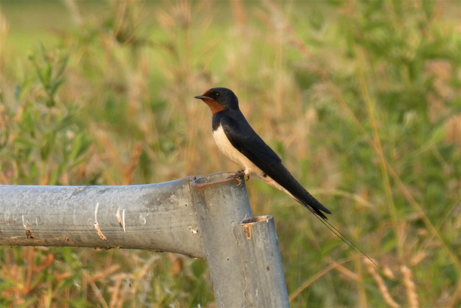 Panasonic Lumix DC-ZS70 (Lumix DC-TZ90) sample photo. Barn swallow, polder, bird photography