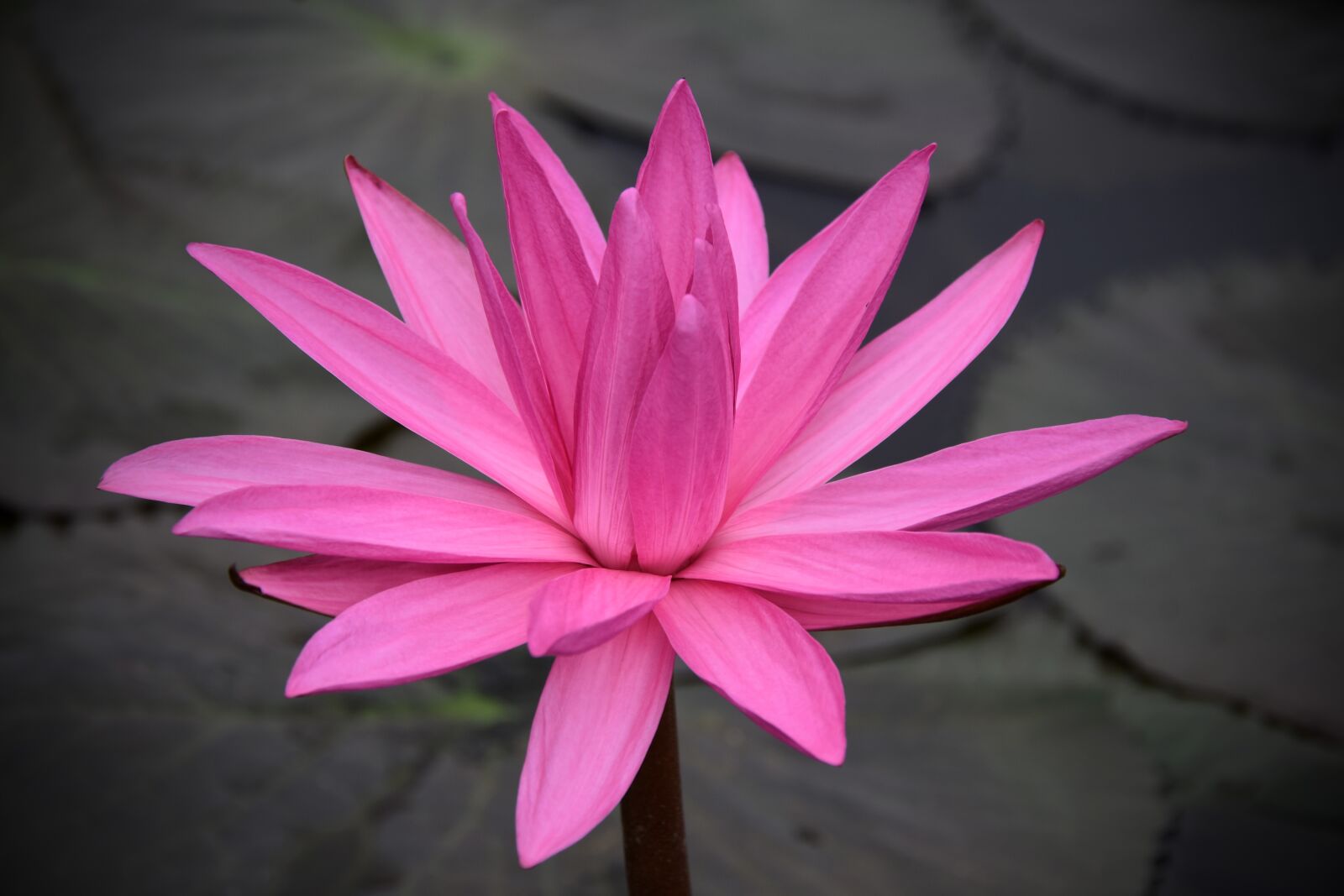 Nikon D7200 sample photo. Lily, pink, dress photography