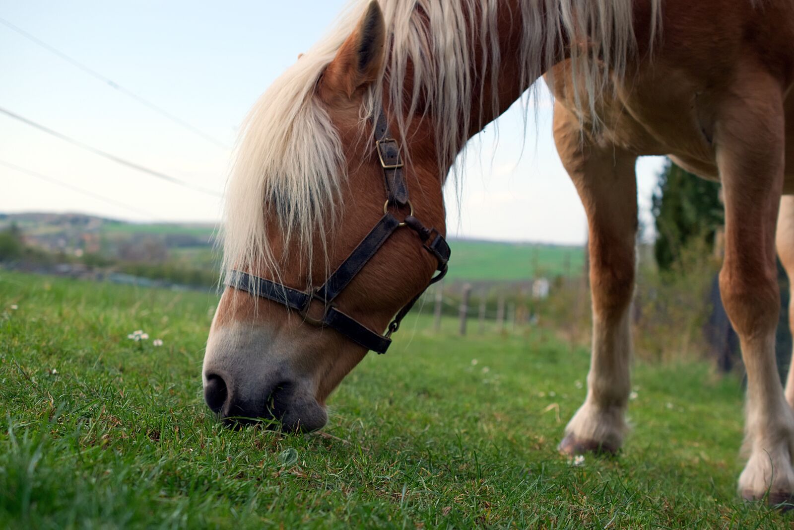 Nikon D3300 sample photo. Horse, brown, horse head photography