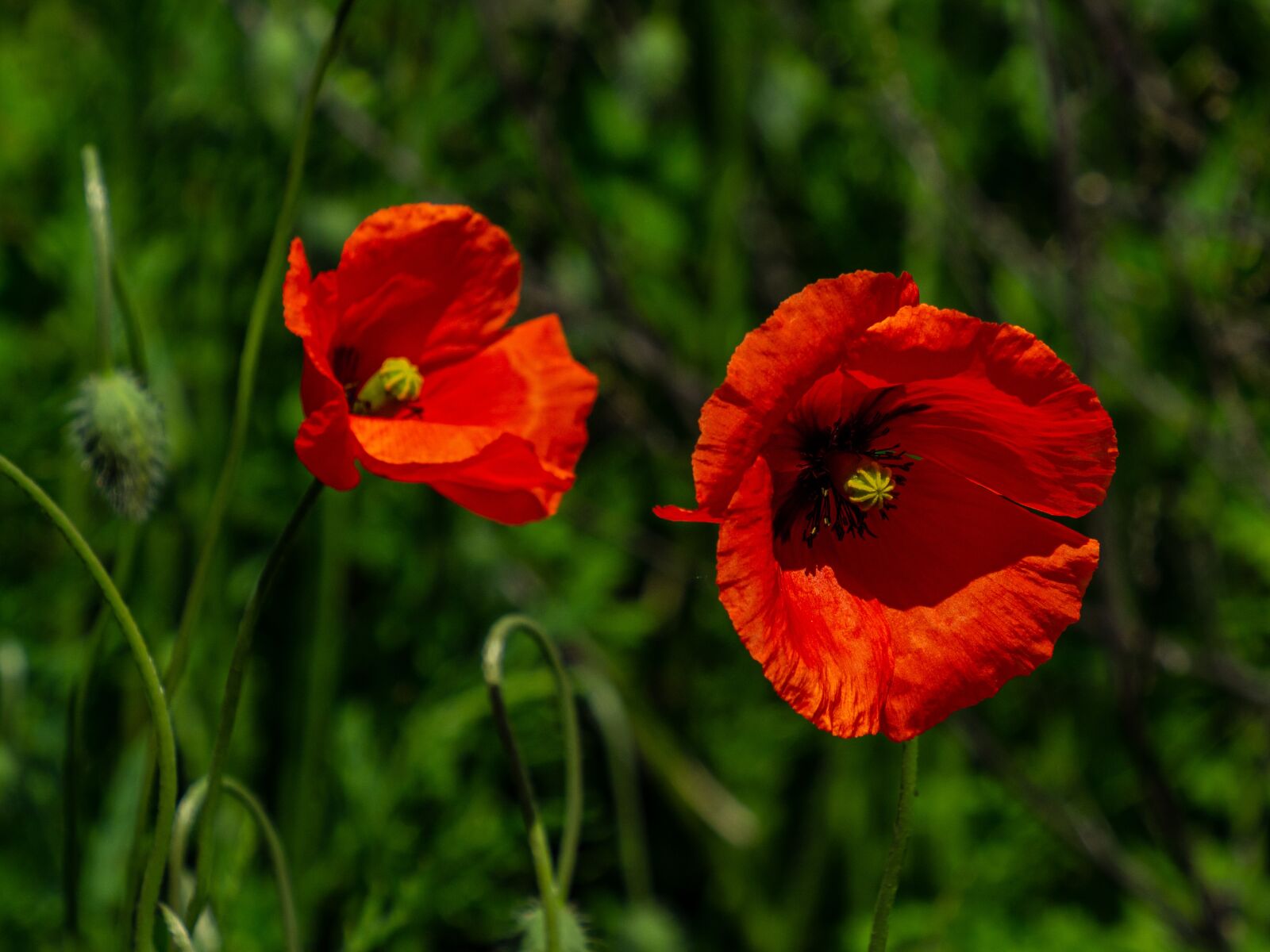 Olympus M.Zuiko Digital ED 12-200mm F3.5-6.3 sample photo. Poppy, wolf, flower photography