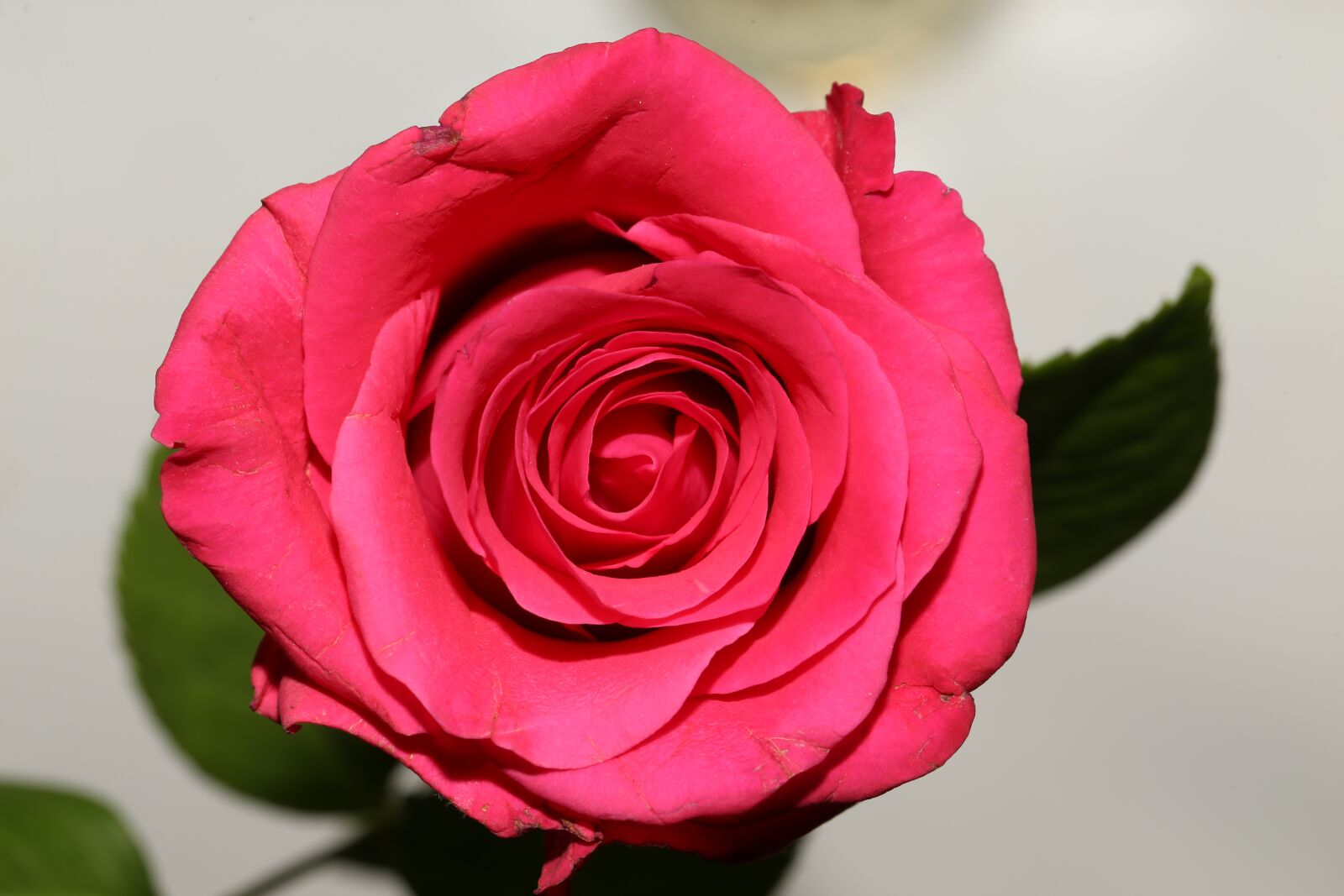 Canon EF 100mm F2.8L Macro IS USM sample photo. Rose, flower, petal photography