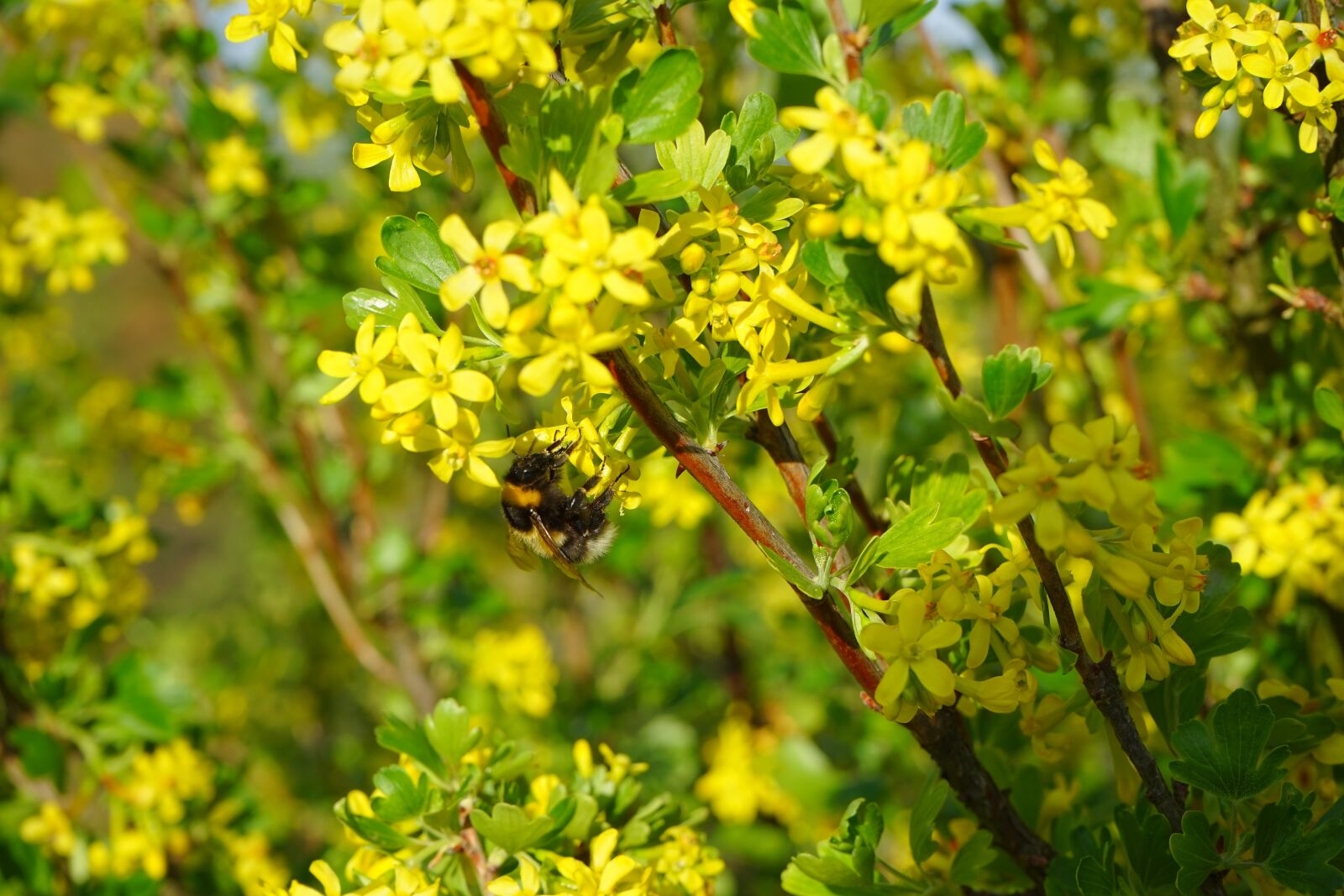 Sony a7 + Sony FE 28-70mm F3.5-5.6 OSS sample photo. Ribes aureum, flowers, yellow photography