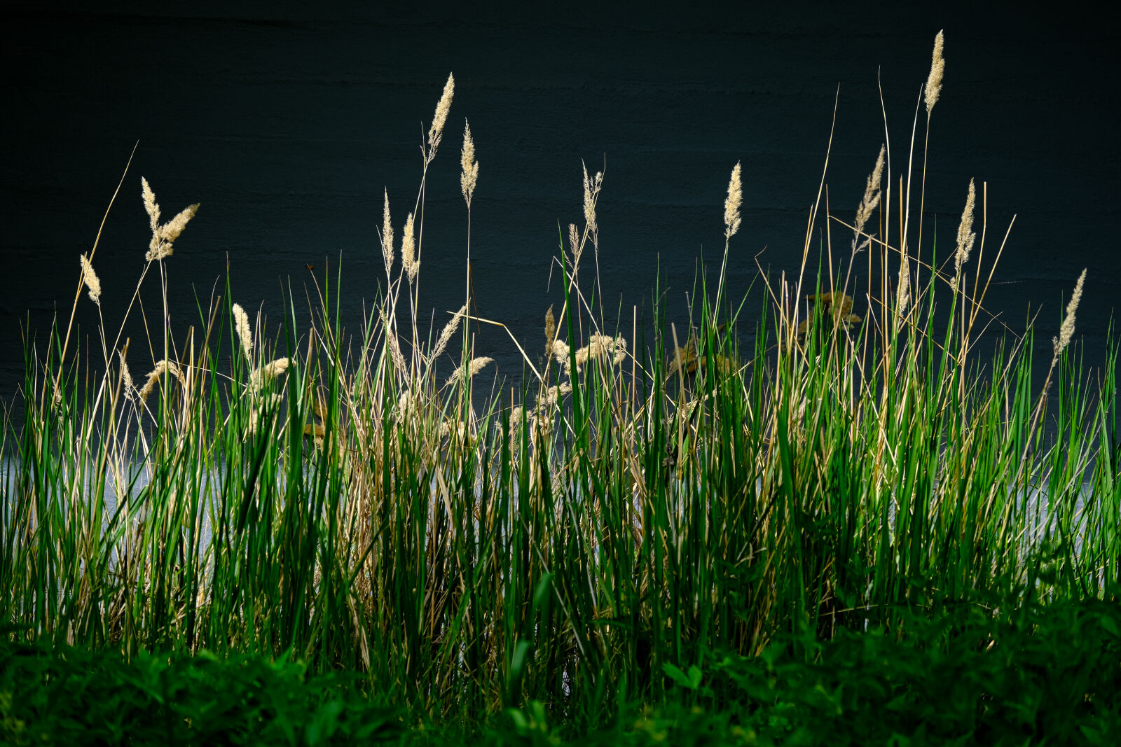 Fujifilm X-T4 sample photo. Grass sunshine photography