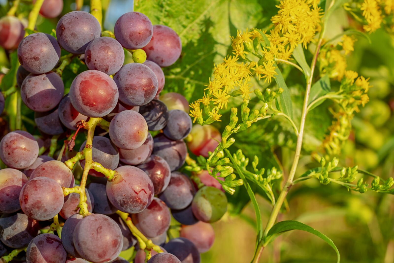 Fujifilm X-T10 + Fujifilm XF 35mm F1.4 R sample photo. Grapes, grape, vine photography