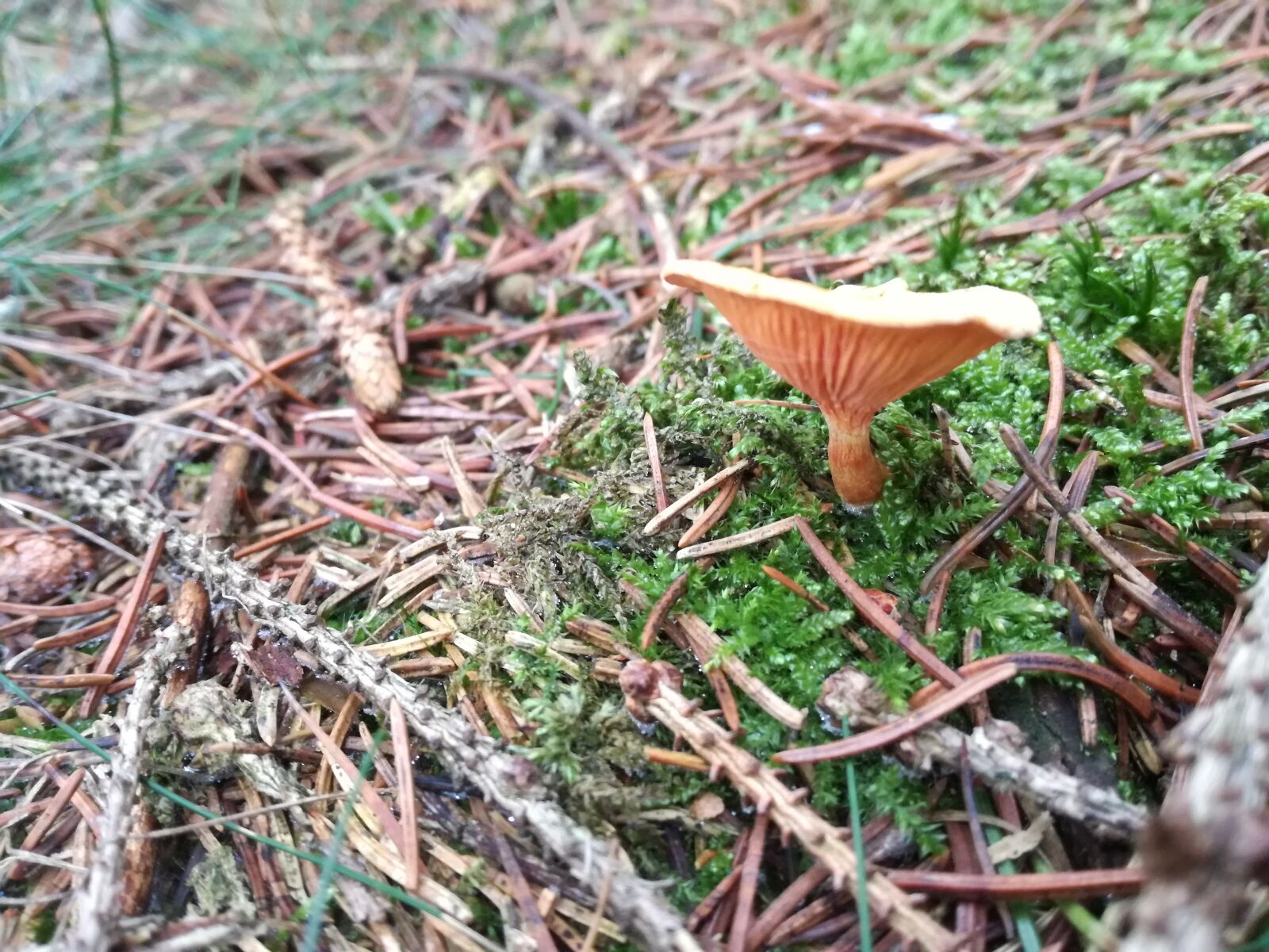 HUAWEI P9 LITE sample photo. Forest, mushroom, needles photography