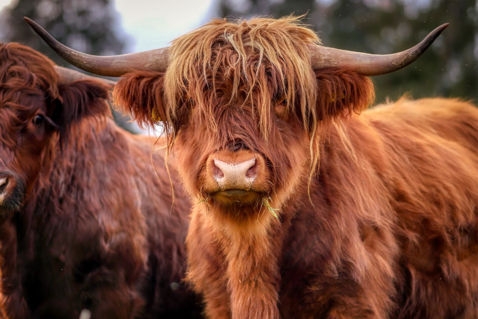 Panasonic Lumix DMC-GX8 sample photo. Beef, horn, animal photography