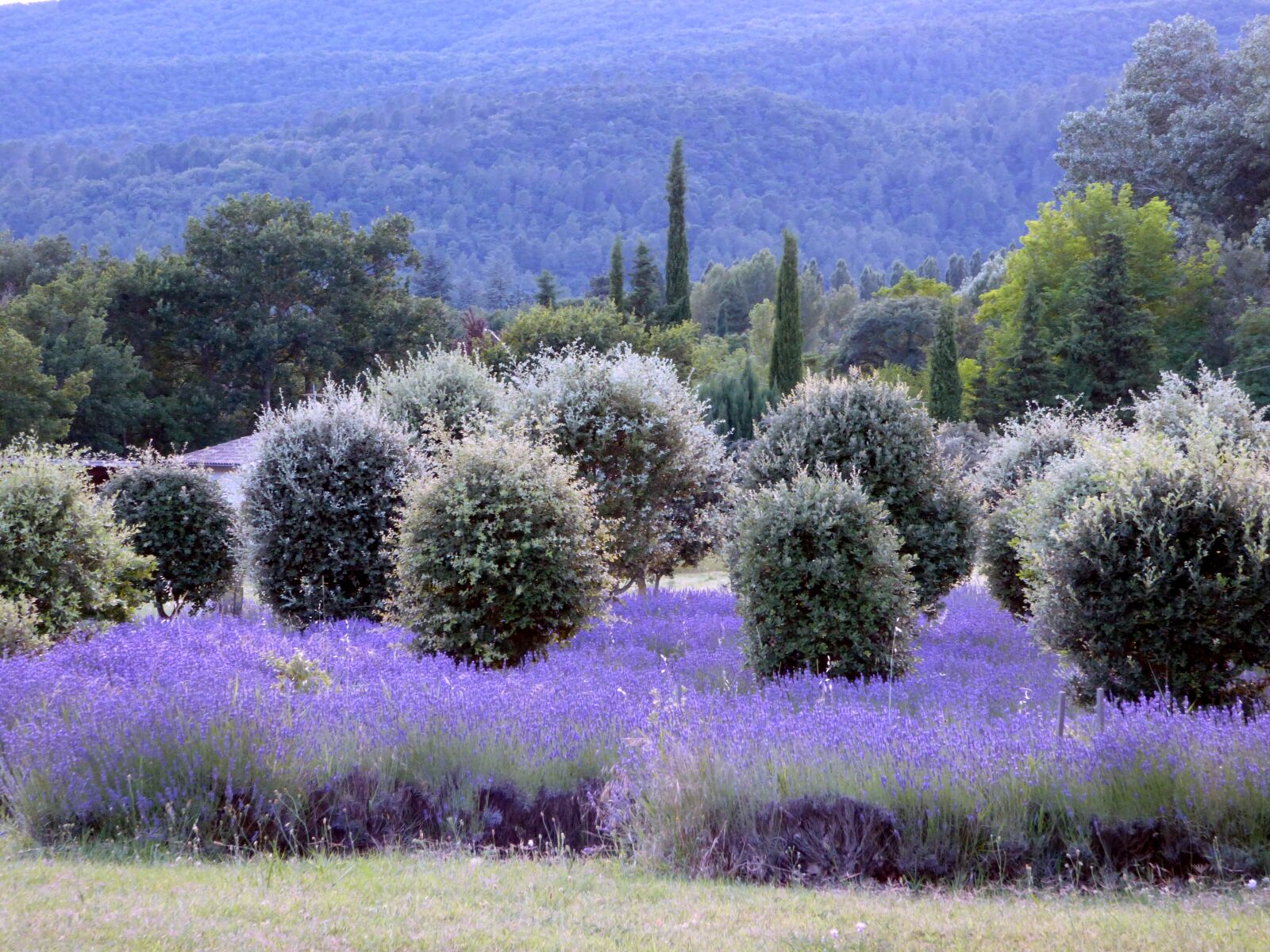 Panasonic DMC-FZ72 sample photo. Lavender, dr me proven photography