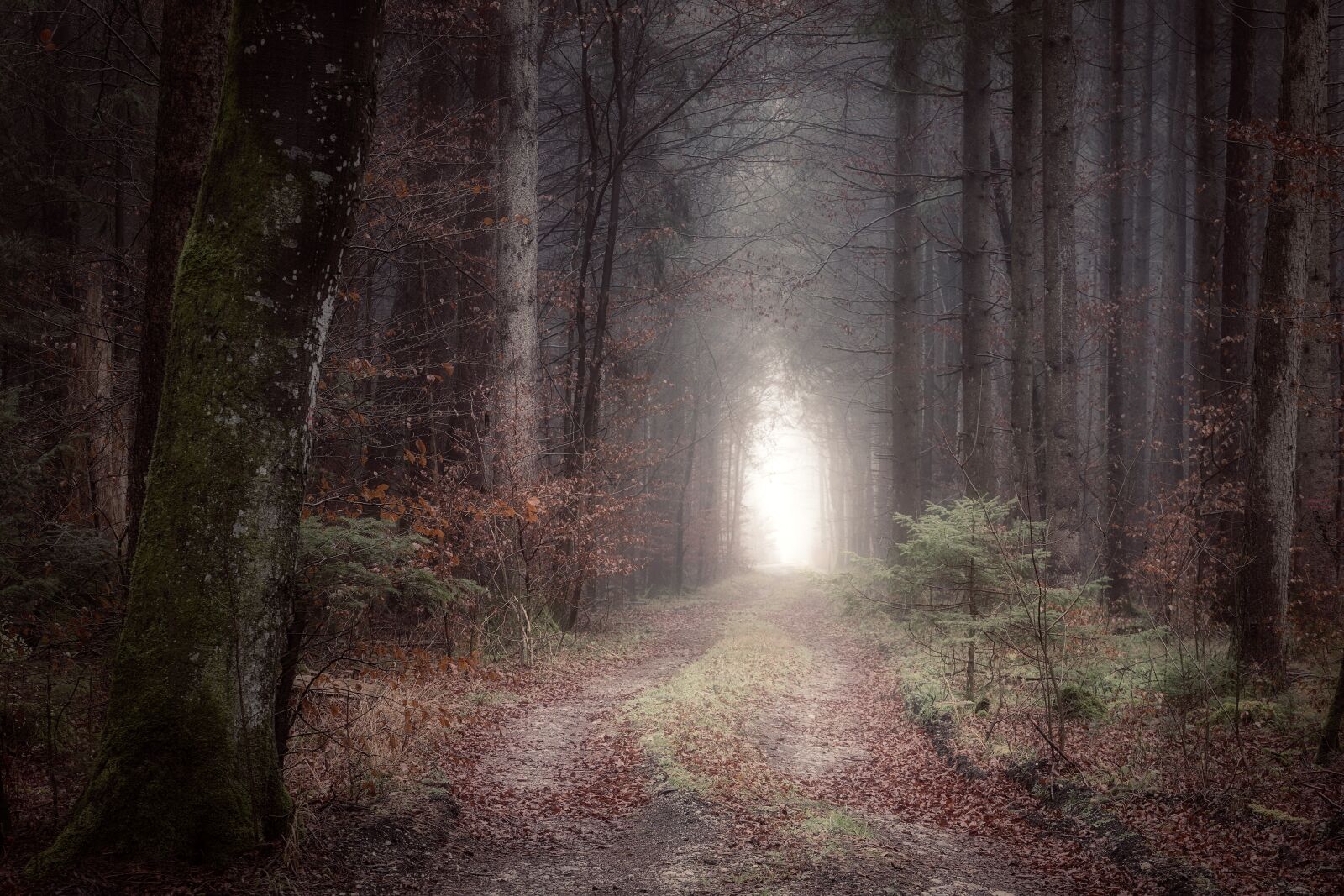 Sony a7 + Sony DT 50mm F1.8 SAM sample photo. Forest path, dark, mystical photography