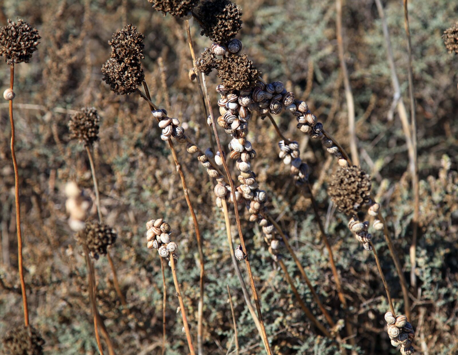 Canon EOS 5D Mark II sample photo. Snails, snail shells, halme photography