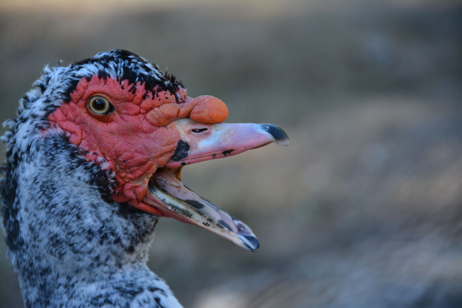 Nikon D7100 sample photo. Duck barbarism, beak, duck photography