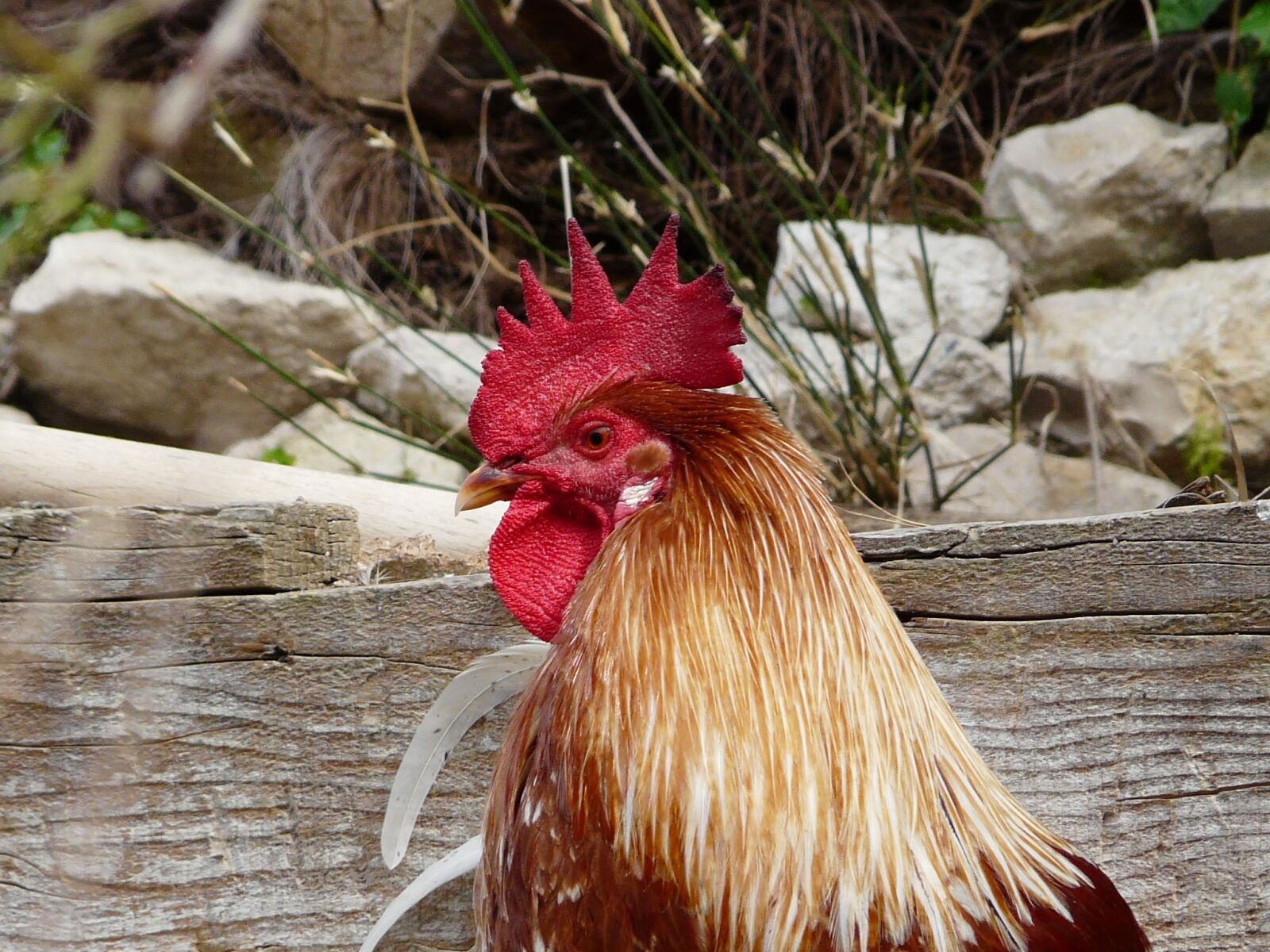 Panasonic DMC-FZ18 sample photo. Animal, cock, crete photography