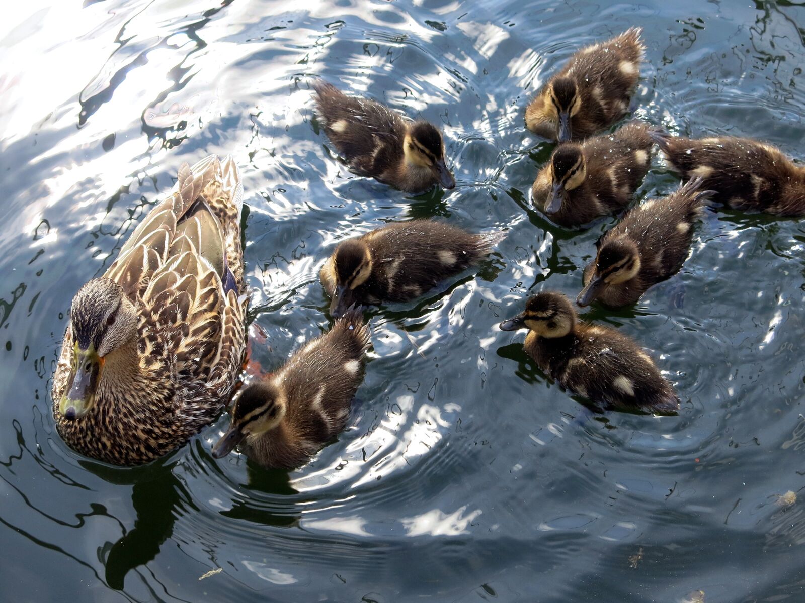 Canon PowerShot G15 sample photo. Duck, animal life, birds photography