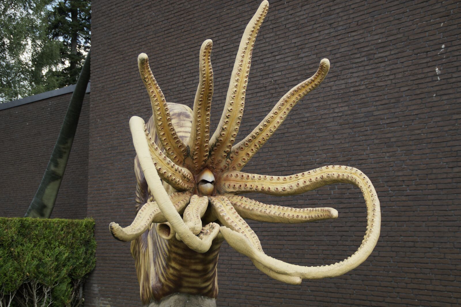 Sony SLT-A58 sample photo. Fossil, nautilus, ammonit photography