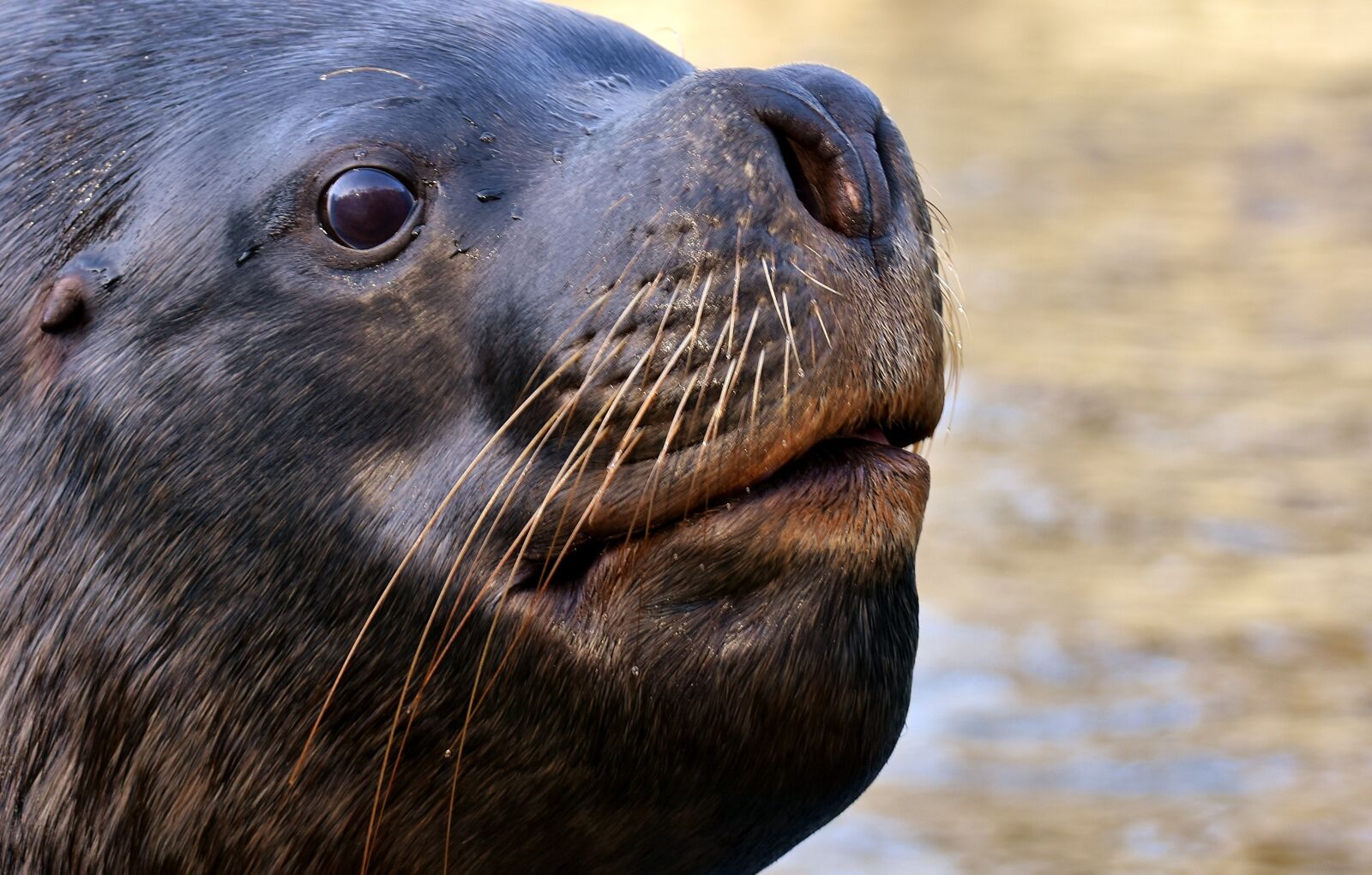 Nikon D7200 sample photo. Seal, sea lion, swim photography