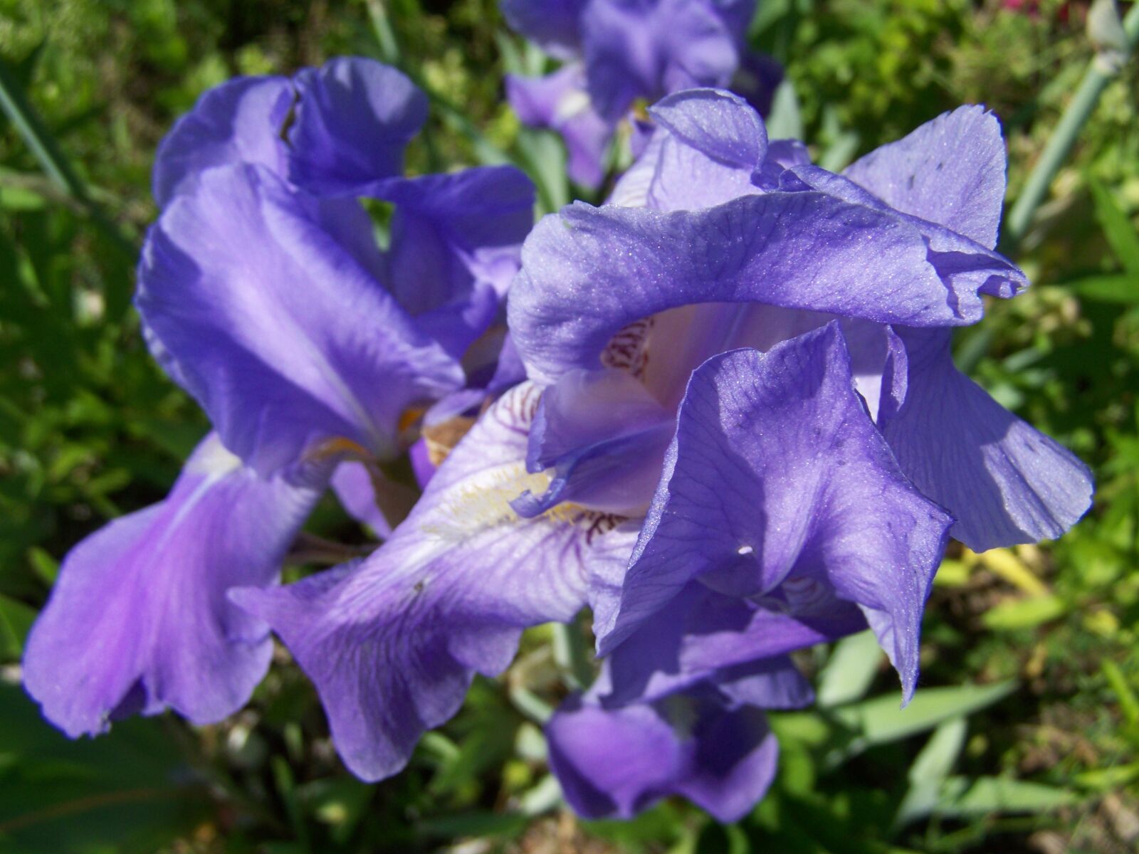 Kodak EASYSHARE ZD710 ZOOM DIGITAL CAMERA sample photo. Iris, bluish-purple iris, spring photography