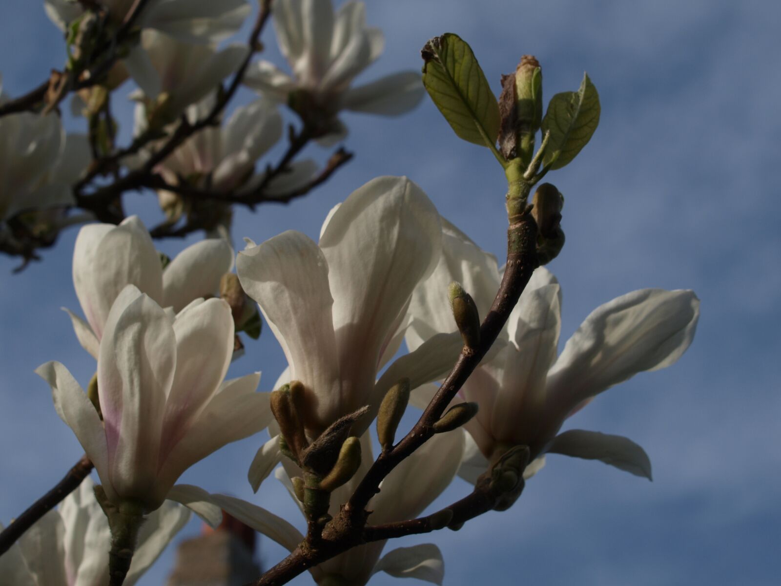Olympus E-520 (EVOLT E-520) sample photo. Flower, magnolia, branch photography