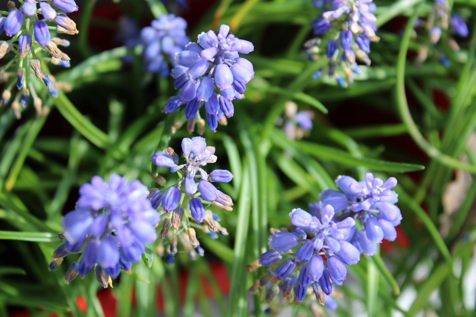 Canon EOS 1300D (EOS Rebel T6 / EOS Kiss X80) sample photo. Flower, summer, violet photography