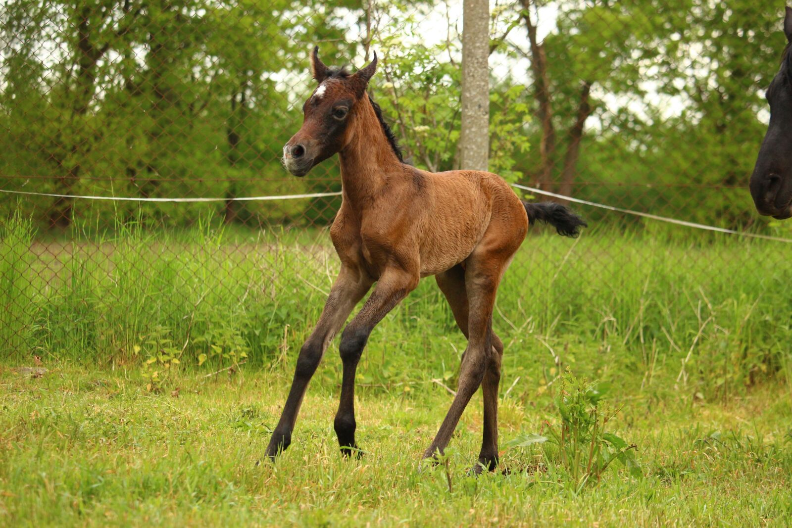 Canon EOS 100D (EOS Rebel SL1 / EOS Kiss X7) sample photo. Horse, foal, suckling photography