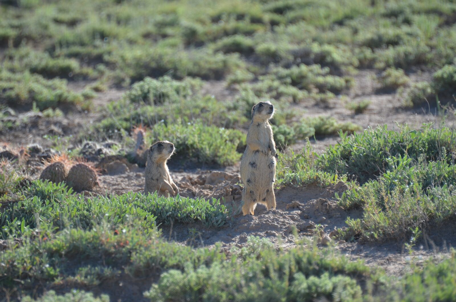 Nikon D7000 sample photo. Prairie dog, prairie, desert photography