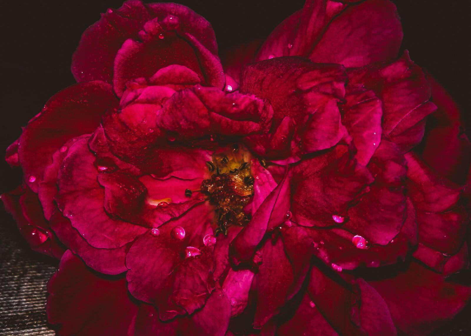 Xiaomi Redmi 4A sample photo. Flower, rose, petal photography