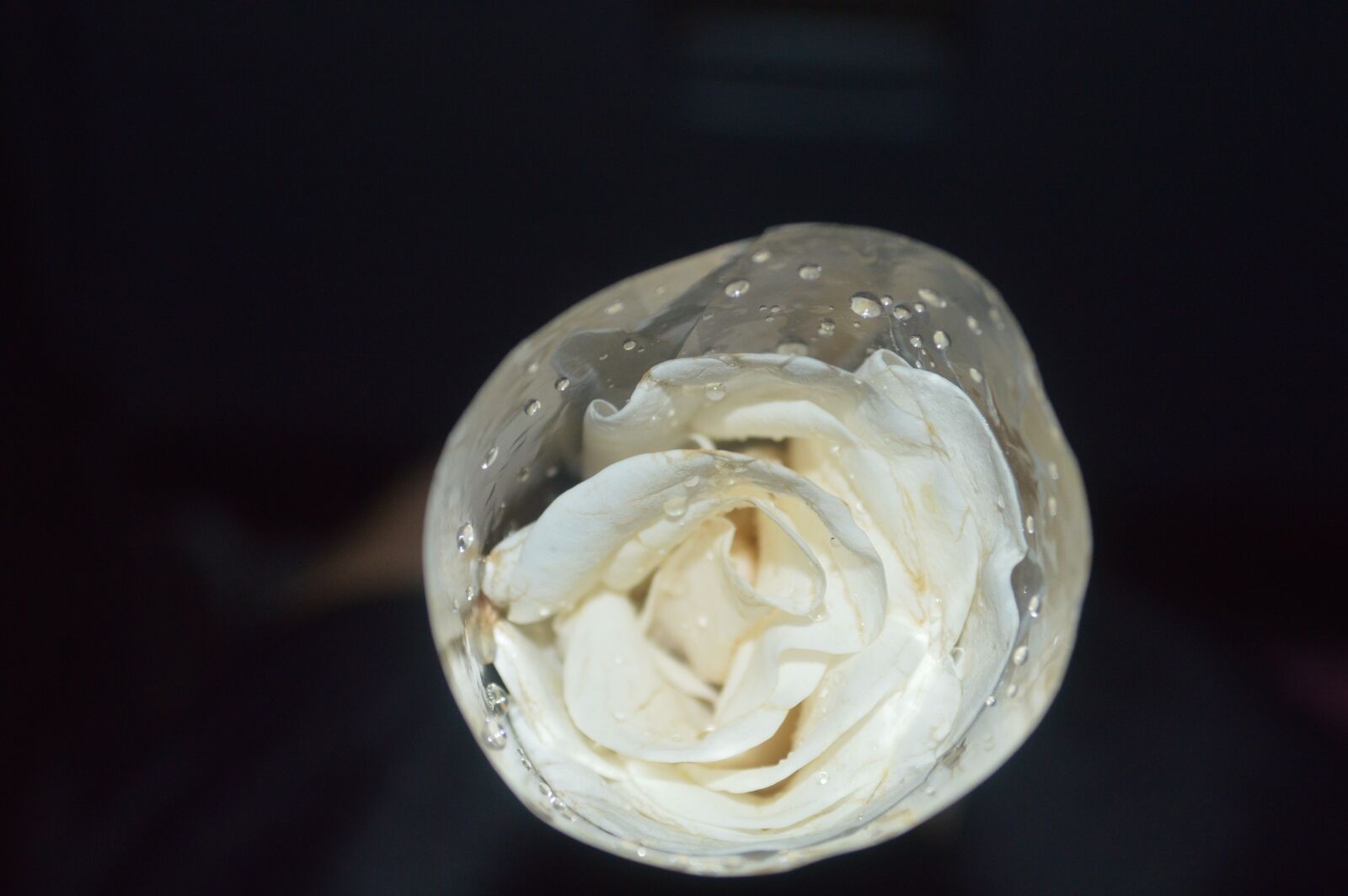 Nikon D3200 sample photo. Rose, flower, white photography