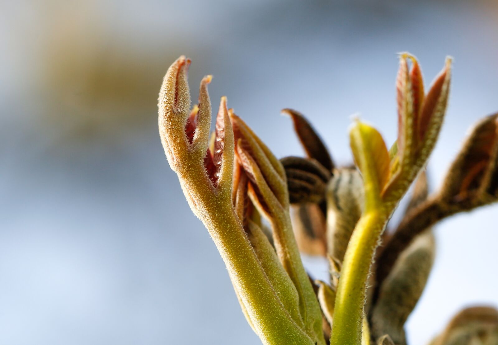 Canon EF 100mm F2.8L Macro IS USM sample photo. Spring, scion, leaf photography