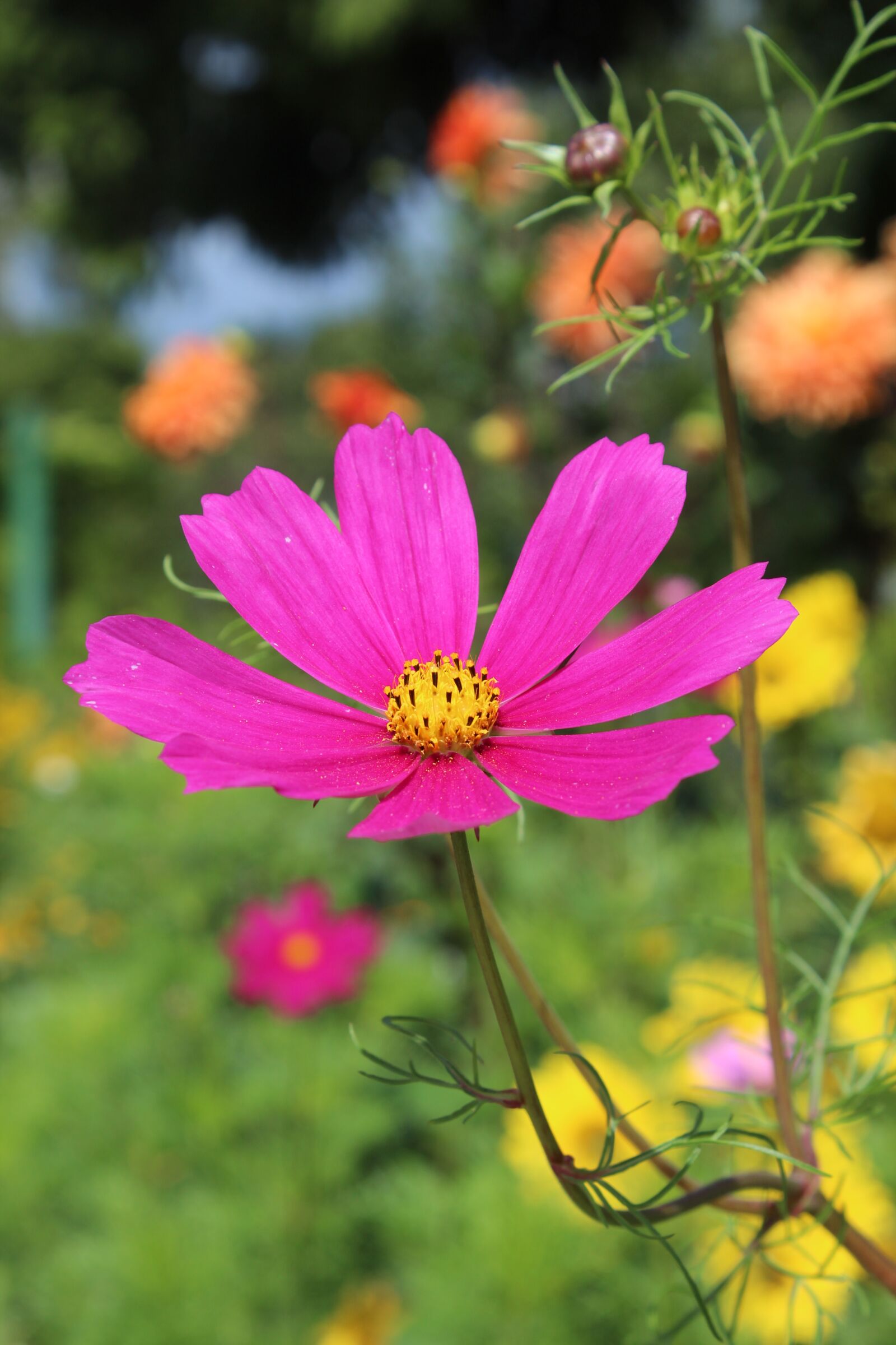 Canon EOS 600D (Rebel EOS T3i / EOS Kiss X5) sample photo. Anemone, flower, purple violet photography
