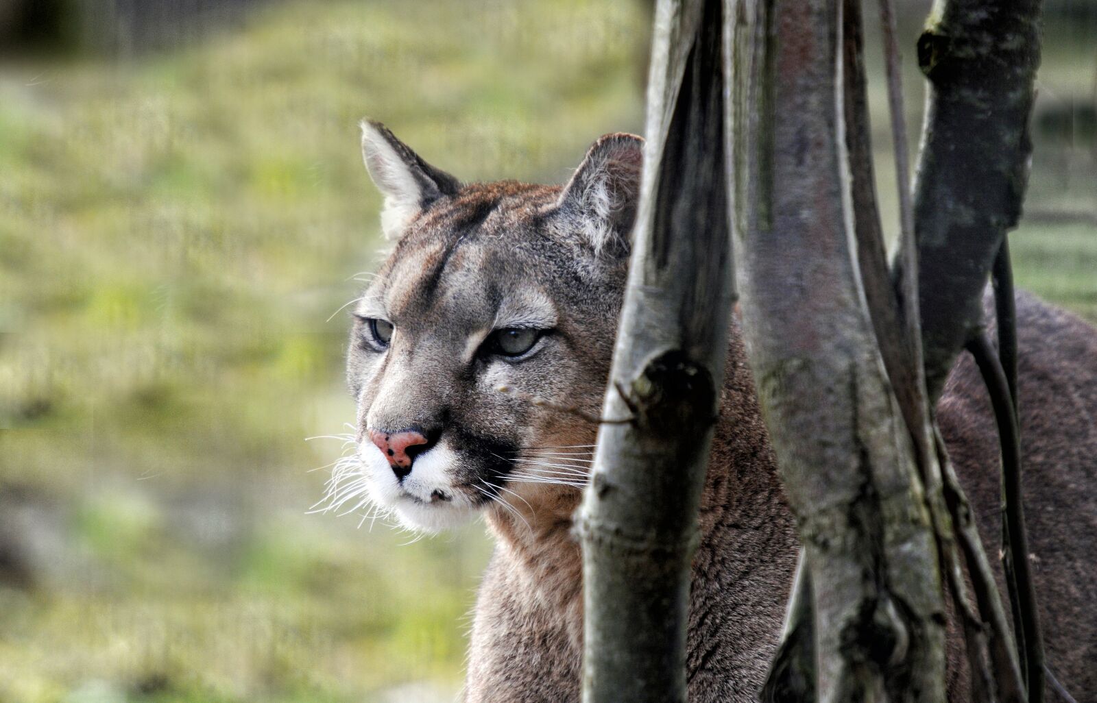 Nikon D300 sample photo. Puma, feline, wild photography