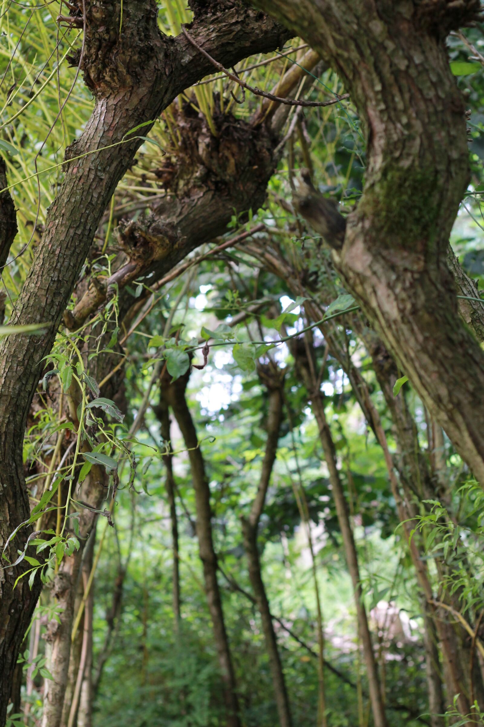 Canon EOS 1100D (EOS Rebel T3 / EOS Kiss X50) + Canon EF 50mm F1.8 II sample photo. Trees, arc, vista photography