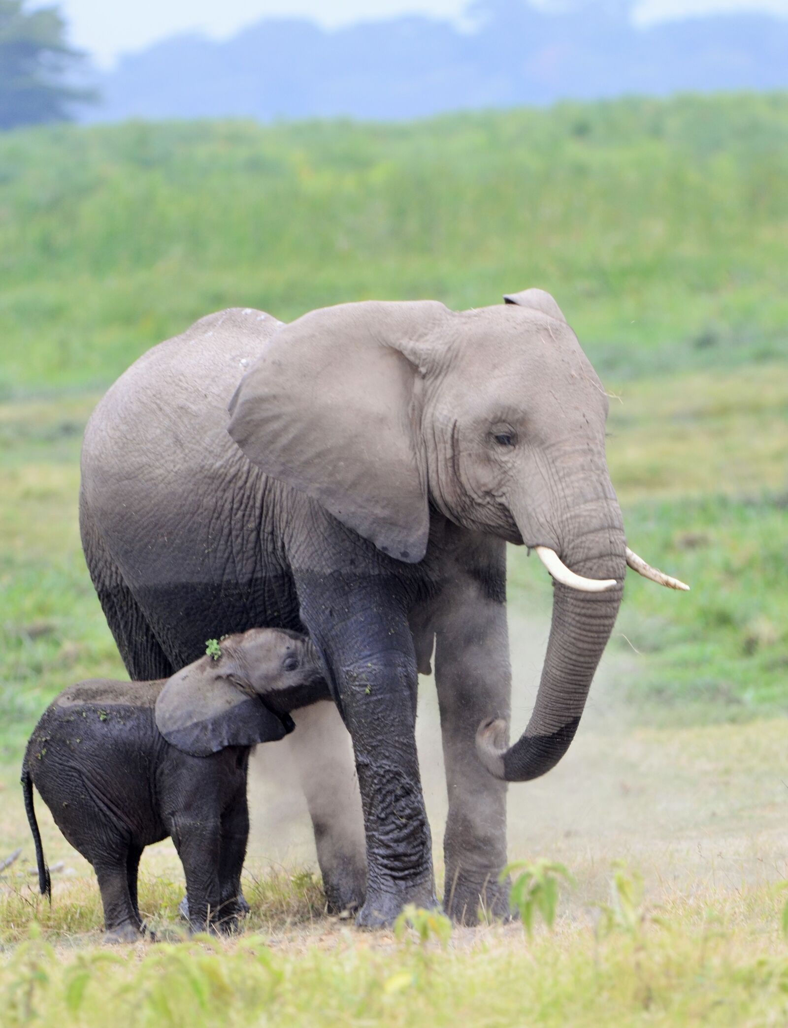 Nikon D7000 sample photo. Elephant, wildlife, africa photography