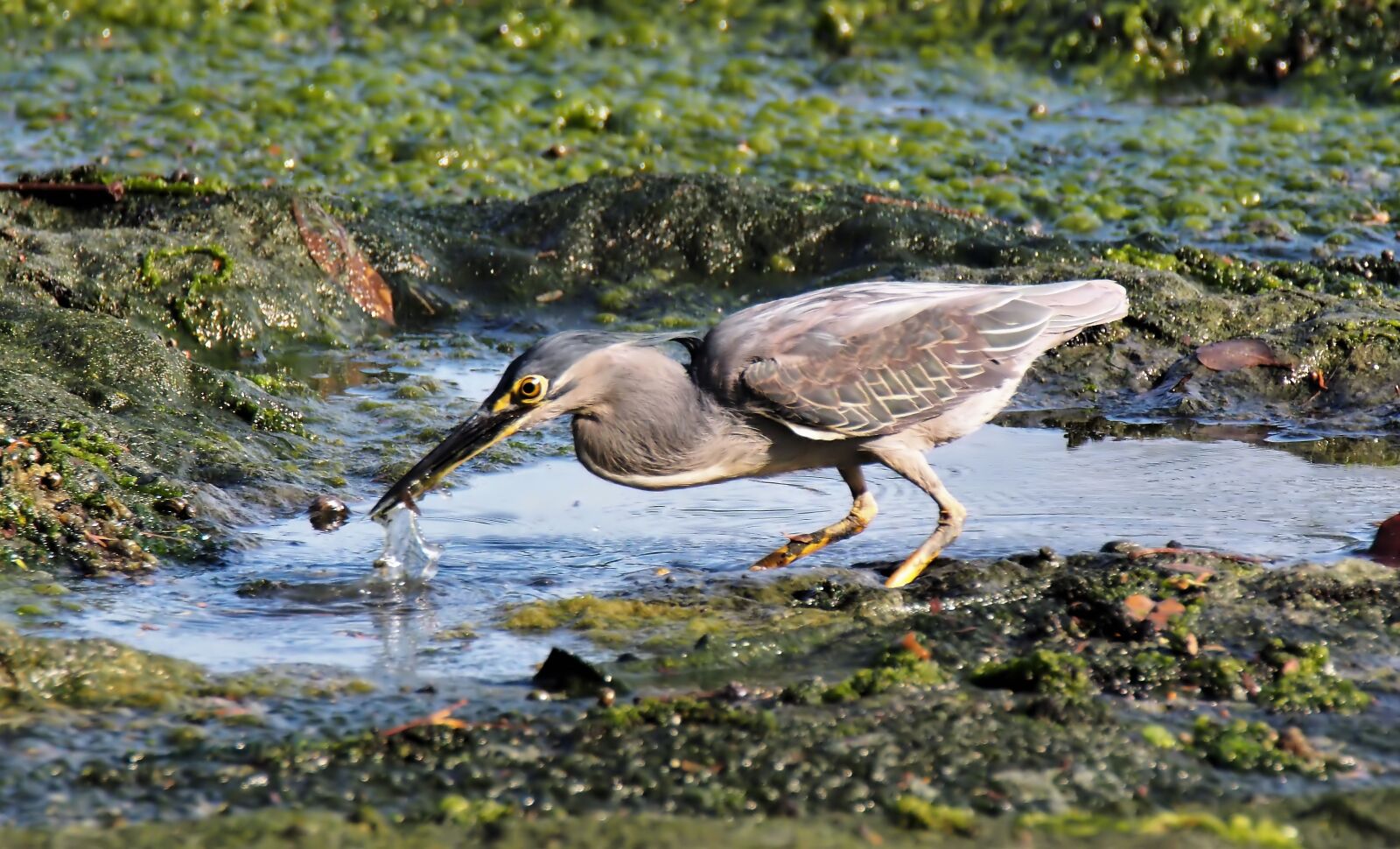 Olympus OM-D E-M1 sample photo. Bird, heron, hunting photography