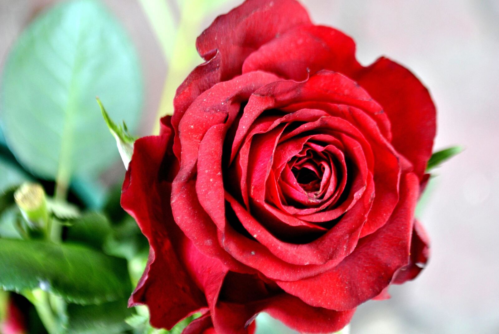 Nikon D3000 sample photo. Red rose, bouquet, flower photography