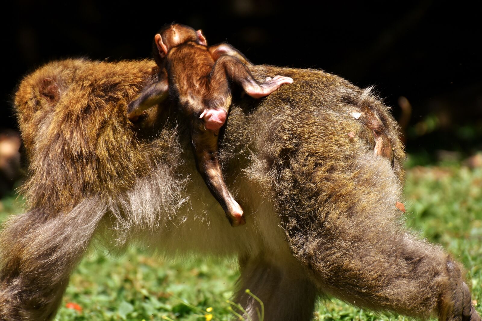 Nikon D7200 sample photo. Ape, baby monkey, barbary photography