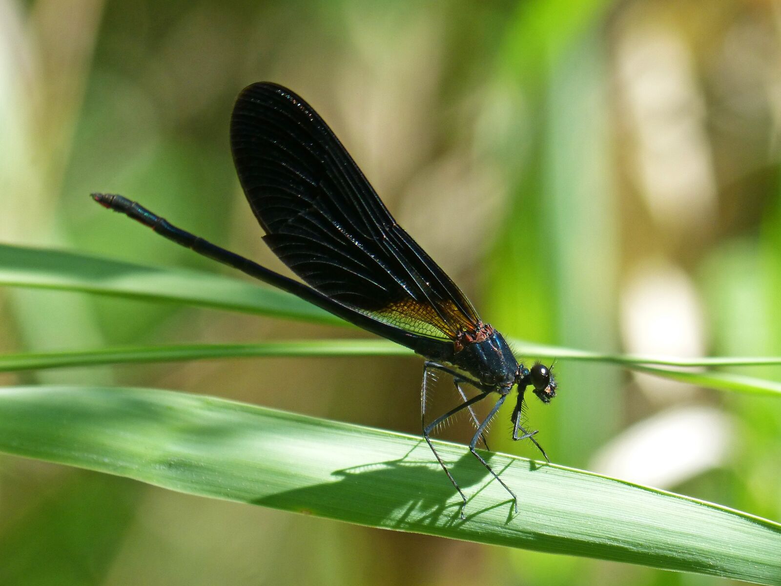 Panasonic DMC-FZ62 sample photo. Libella, black dragonfly, calopteryx photography