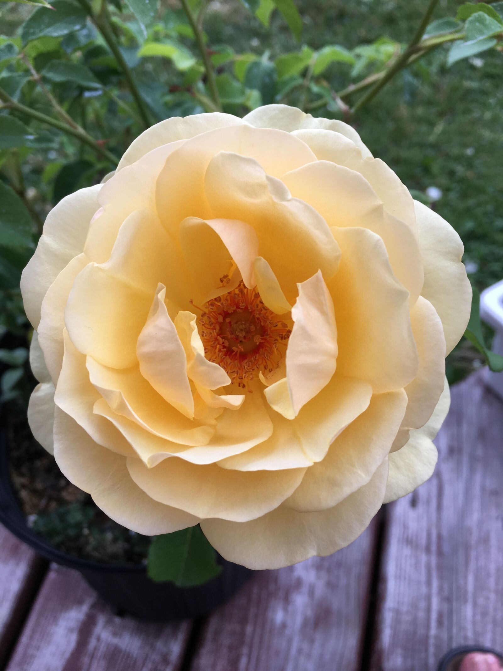Apple iPhone 6s sample photo. Pink, yellow, love photography