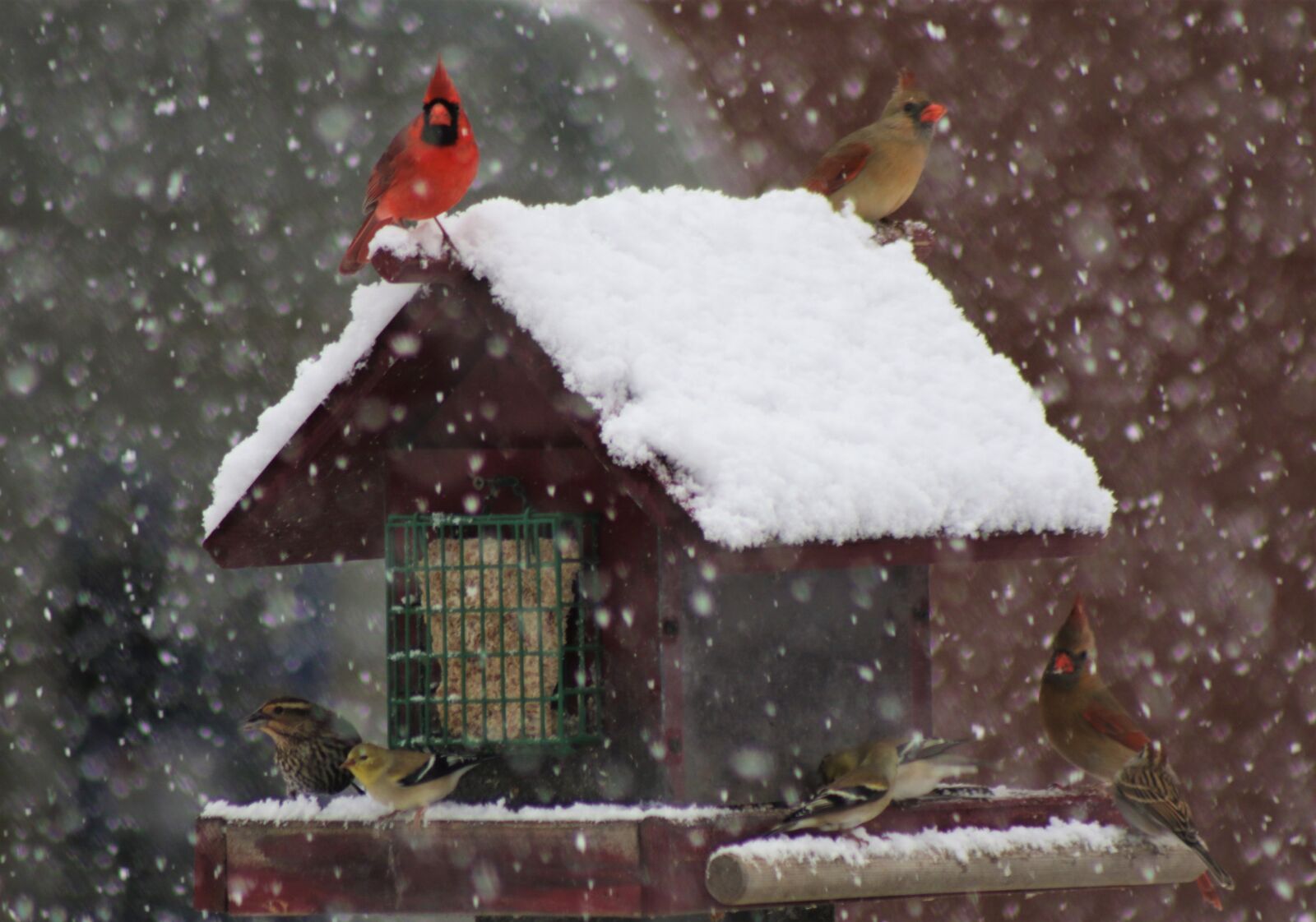 Canon EOS 7D Mark II sample photo. Birds, snow, feeder photography