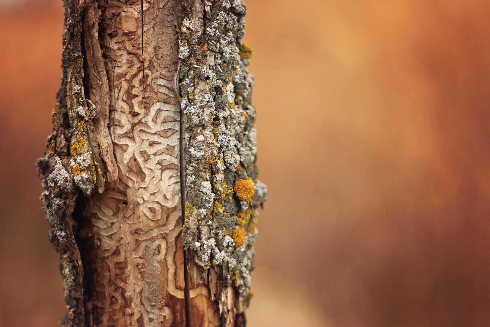 Canon EOS 70D + Canon EF 50mm F1.8 II sample photo. Tree, deer, markings photography