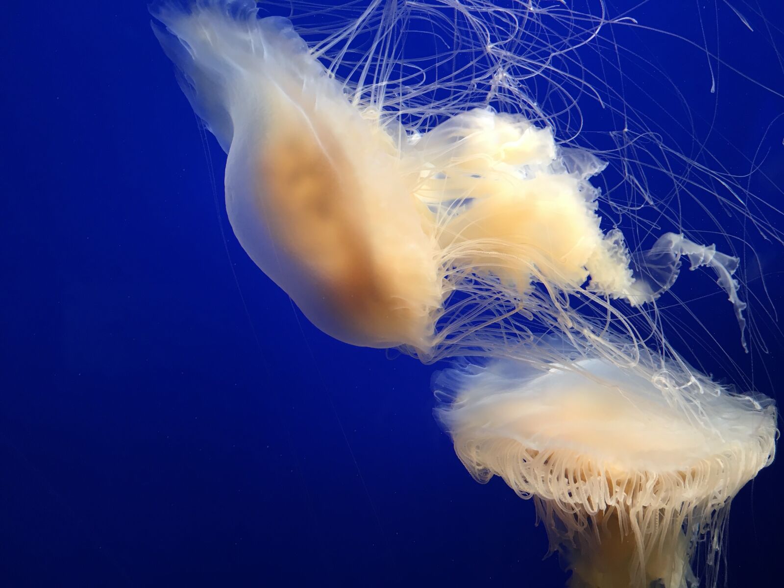 Apple iPhone 6s sample photo. Jellyfish, monterey bay aquarium photography